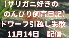 ドワーフザリガニ引っ越し失敗 ブログ いわき市の美容室 美容院ならアンジェリク